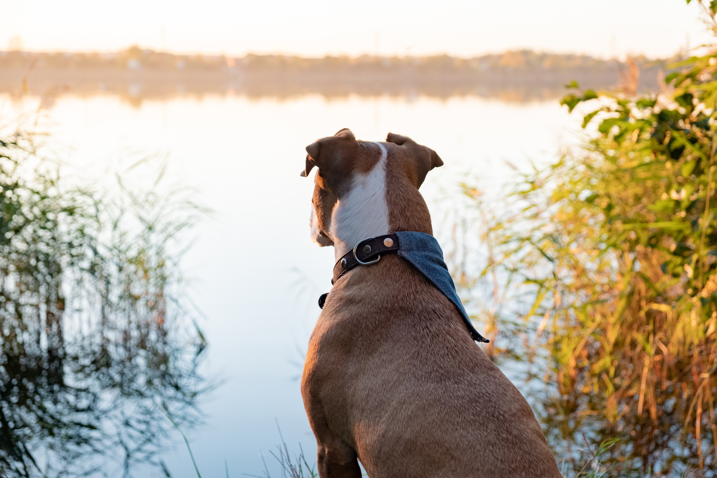 Dog Sits near Lake against the Sun