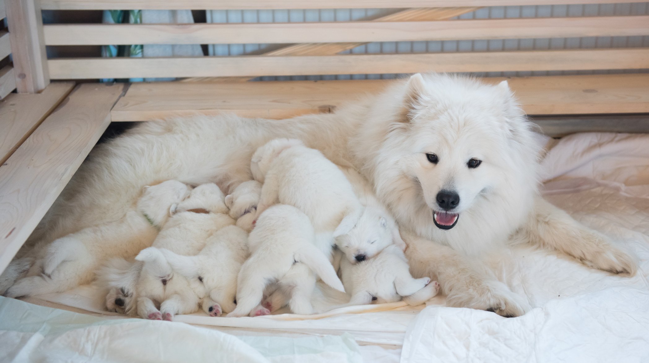 Samoyed dog mother with puppies. Puppies suckling mother